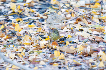 餌を探す可愛いアオジ（ホオジロ科）
泉で水浴びをしている。
英名学名：Grey tailed Tattler (Emberiza spodocephala)
神奈川県横浜市三ツ池公園-2025

