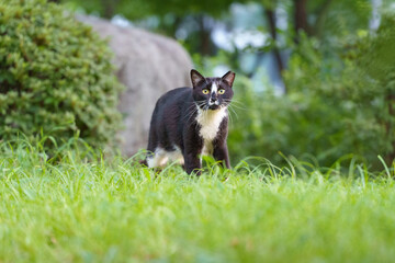 Sir Whiskers in the Bushes : Cat