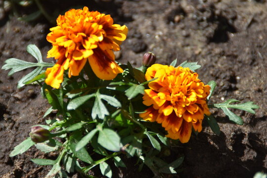 Little orange marigolds are growing and blooming outdoor in early summer.