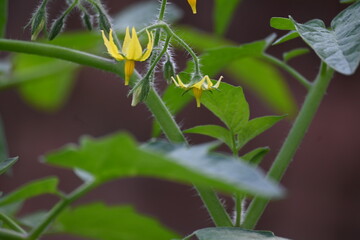 Tomato flower. Yellow tomato flowers in an organic garden. Tomato plant in flowering stage. Vegetable flower.