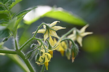 Obraz premium Tomato flower. Yellow tomato flowers in an organic garden. Tomato plant in flowering stage. Vegetable flower.