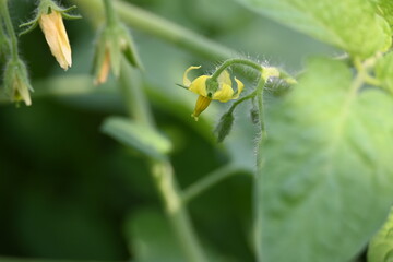 Tomato flower. Yellow tomato flowers in an organic garden. Tomato plant in flowering stage. Vegetable flower.