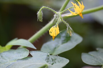 Tomato flower. Yellow tomato flowers in an organic garden. Tomato plant in flowering stage. Vegetable flower.