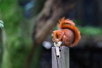 A red squirrel perched on a weathered wooden post, nibbling on a piece of corn