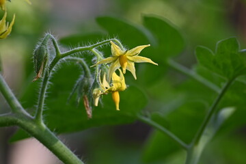 Tomato flower. Yellow tomato flowers in an organic garden. Tomato plant in flowering stage. Vegetable flower.