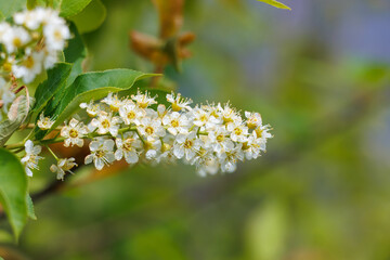 white flowers on a branch