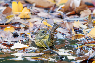 餌を探す可愛いアオジ（ホオジロ科）
泉で水浴びをしている。
英名学名：Grey tailed Tattler (Emberiza spodocephala)
神奈川県横浜市三ツ池公園-2025
