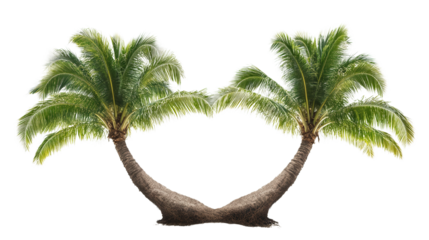 Coconut tree with double trunks Transparent background, PNG