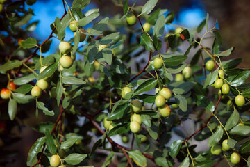 Manor bush jujube. Home medicinal plants. Harvesting ripe unabi berries. Chinese date. Brown and green fruit berries. Chinese folk medicine.