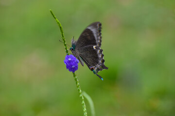 Fototapeta premium butterfly on a flower