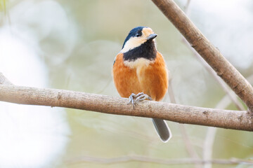 木の実をくわえている。
可愛いヤマガラ（シジュウカラ科）
英名学名：Varied Tit (Sittiparus varius)
神奈川県横浜市三ツ池公園-2025
