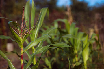 Plantation of young corn. Harvesting corn. Healthy food concept. Warm sunny weather.