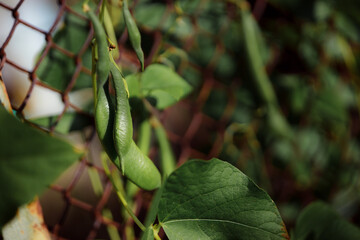 Pea plantation. Cultivation of siderats. Future crop of peas. Healthy food concept. Garden climbing plants.
