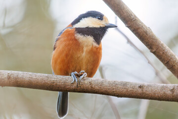 木の実をくわえている。
可愛いヤマガラ（シジュウカラ科）
英名学名：Varied Tit (Sittiparus varius)
神奈川県横浜市三ツ池公園-2025
