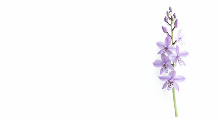 Elegant Purple Orchid Stem Against White Background