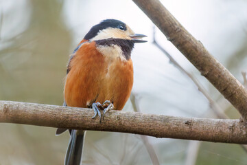 木の実をくわえている。
可愛いヤマガラ（シジュウカラ科）
英名学名：Varied Tit (Sittiparus varius)
神奈川県横浜市三ツ池公園-2025
