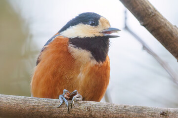 木の実をくわえている。
可愛いヤマガラ（シジュウカラ科）
英名学名：Varied Tit (Sittiparus varius)
神奈川県横浜市三ツ池公園-2025
