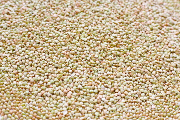 Raw buckwheat groats, a gluten-free superfood rich in fiber, protein, and minerals