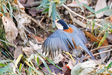 羽ばたき飛び立つ
可愛いヤマガラ（シジュウカラ科）
英名学名：Varied Tit (Sittiparus varius)
神奈川県横浜市三ツ池公園-2025
