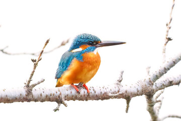 餌を捕らえるために池に飛び込む可愛いカワセミ（カワセミ科）
英名学名：Kingfisher (Alcedo atthis) 
神奈川県横浜市三ツ池公園-2025
