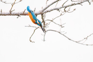 餌を捕らえるために池に飛び込む可愛いカワセミ（カワセミ科）
英名学名：Kingfisher (Alcedo atthis) 
神奈川県横浜市三ツ池公園-2025
