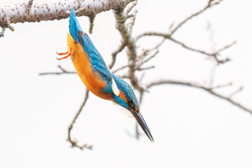 餌を捕らえるために池に飛び込む可愛いカワセミ（カワセミ科）
英名学名：Kingfisher (Alcedo atthis) 
神奈川県横浜市三ツ池公園-2025
