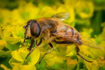 Macrophotography of a Common Drone Fly (Eristalis tenax) on yellow flowers in nature.