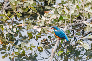 餌を捕らえるために池に飛び込む可愛いカワセミ（カワセミ科）
英名学名：Kingfisher (Alcedo atthis) 
神奈川県横浜市三ツ池公園-2025
