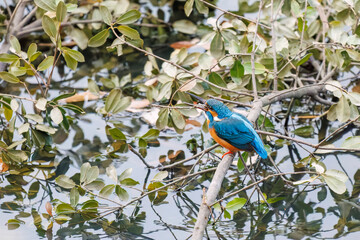 餌を捕らえるために池に飛び込む可愛いカワセミ（カワセミ科）
英名学名：Kingfisher (Alcedo atthis) 
神奈川県横浜市三ツ池公園-2025
