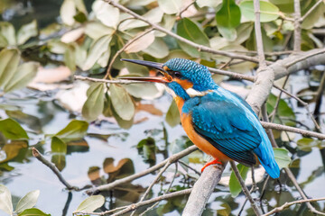 餌を捕らえるために池に飛び込む可愛いカワセミ（カワセミ科）
英名学名：Kingfisher (Alcedo atthis) 
神奈川県横浜市三ツ池公園-2025
