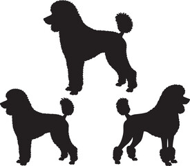 Poodle dog standing side view silhouette vector illustration