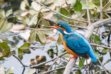 餌を捕らえるために池に飛び込む可愛いカワセミ（カワセミ科）
英名学名：Kingfisher (Alcedo atthis) 
神奈川県横浜市三ツ池公園-2025
