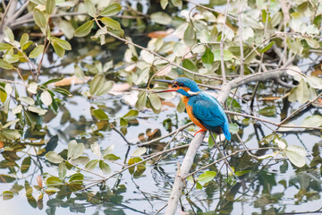餌を捕らえるために池に飛び込む可愛いカワセミ（カワセミ科）
英名学名：Kingfisher (Alcedo atthis) 
神奈川県横浜市三ツ池公園-2025
