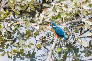 餌を捕らえるために池に飛び込む可愛いカワセミ（カワセミ科）
英名学名：Kingfisher (Alcedo atthis) 
神奈川県横浜市三ツ池公園-2025
