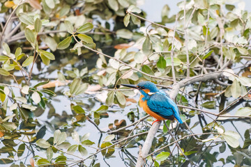 餌を捕らえるために池に飛び込む可愛いカワセミ（カワセミ科）
英名学名：Kingfisher (Alcedo atthis) 
神奈川県横浜市三ツ池公園-2025
