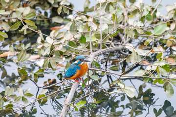 餌を捕らえるために池に飛び込む可愛いカワセミ（カワセミ科）
英名学名：Kingfisher (Alcedo atthis) 
神奈川県横浜市三ツ池公園-2025
