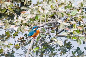 餌を捕らえるために池に飛び込む可愛いカワセミ（カワセミ科）
英名学名：Kingfisher (Alcedo atthis) 
神奈川県横浜市三ツ池公園-2025
