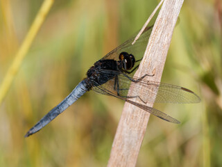 Black-headed Skimmer (Crocothemis nigrifrons) perched on a reed with bokeh background