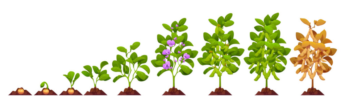 Soy plant growth stages, soybean crop of soya beans, vector agriculture, vegetable food. Growth stages of soy legumes from seed to ripen soybeans. Cartoon soya plants with green leaves, flowers, pods