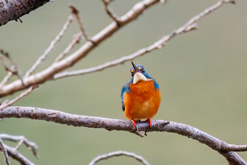 餌を捕らえるために池に飛び込む可愛いカワセミ（カワセミ科）
英名学名：Kingfisher (Alcedo atthis) 
神奈川県横浜市三ツ池公園-2025
