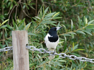 Pied Butcherbird (Cracticus nigrogularis) perched on a fence chain with green garden shrubs in...