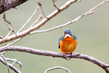 餌を捕らえるために池に飛び込む可愛いカワセミ（カワセミ科）
英名学名：Kingfisher (Alcedo atthis) 
神奈川県横浜市三ツ池公園-2025

