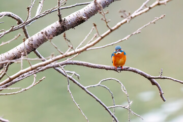 餌を捕らえるために池に飛び込む可愛いカワセミ（カワセミ科）
英名学名：Kingfisher (Alcedo atthis) 
神奈川県横浜市三ツ池公園-2025
