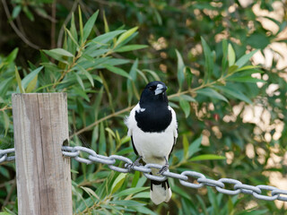 Pied Butcherbird (Cracticus nigrogularis) perched on a fence chain with green garden shrubs in background