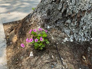 Pink-sorrel or pink wood-sorrel grown on root crown of a tree in Shanghai, China.