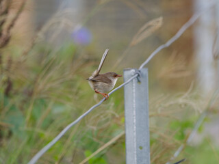 Superb Fairywren (Malurus cyaneus) perched on a fence wire with bokeh background.