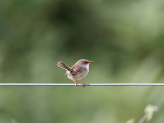 Female Superb Fairywren (Malurus cyaneus) perched on a fence wire with green bokeh background.
