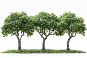 Obraz premium Three Lush Trees with Green Leaves on a Grassy Patch Against White Background