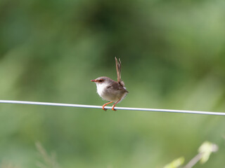 Female Superb Fairywren (Malurus cyaneus) perched on a fence wire with green bokeh background.