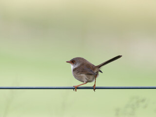 Female Superb Fairywren (Malurus cyaneus) perched on a fence wire with green bokeh background.